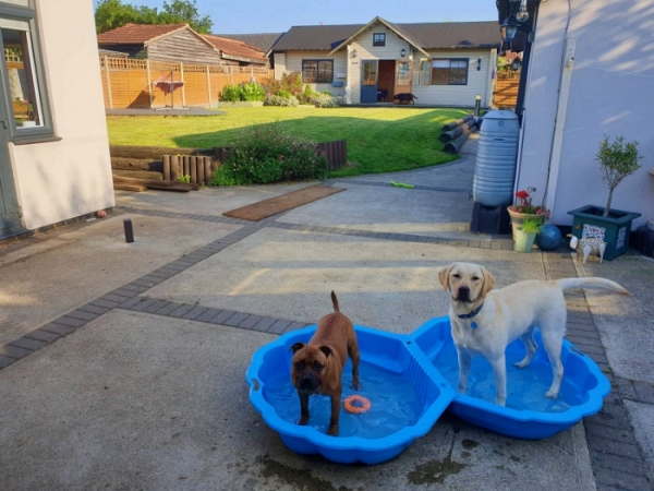 Doggies hanging out in the pool