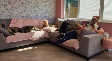 Doggies relaxing at home